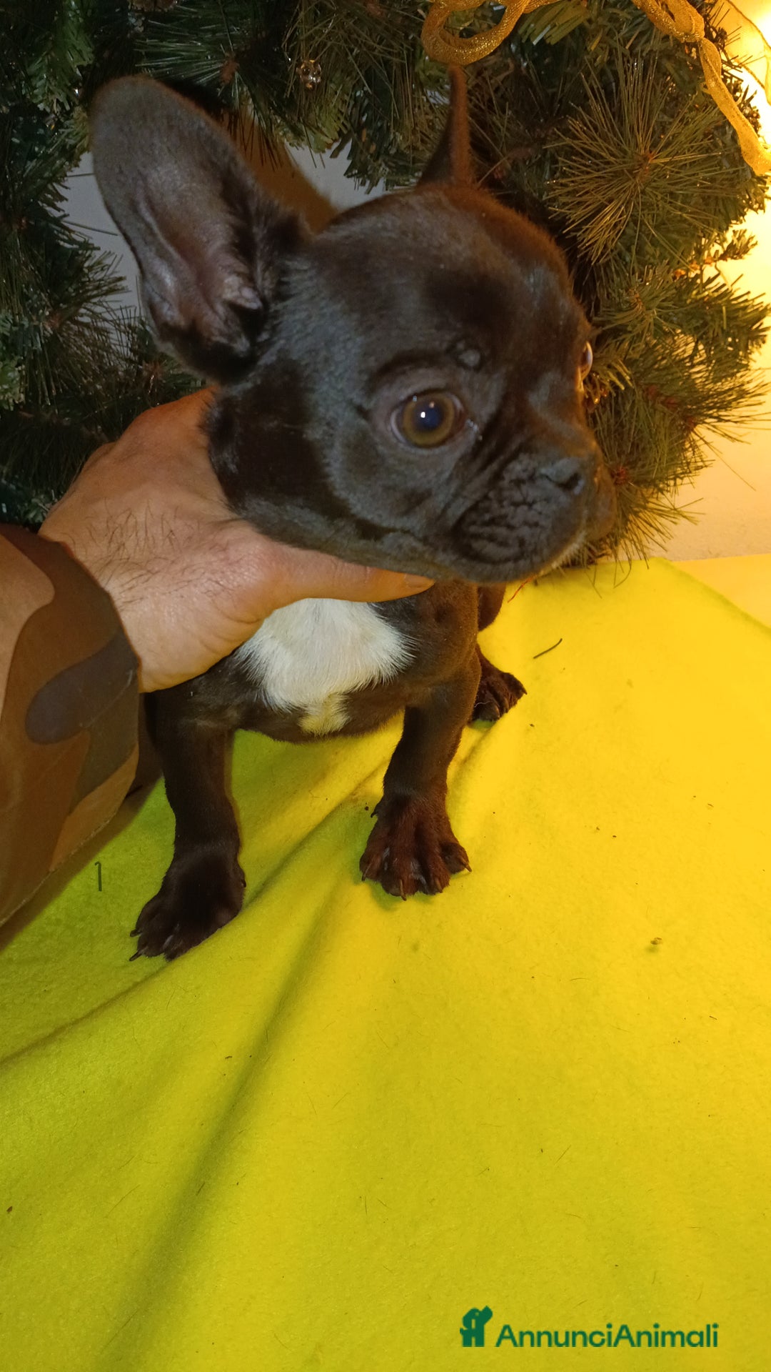 Bulldog Francese cani in vendita: Bulldog francesi esotici - Annuncio 4