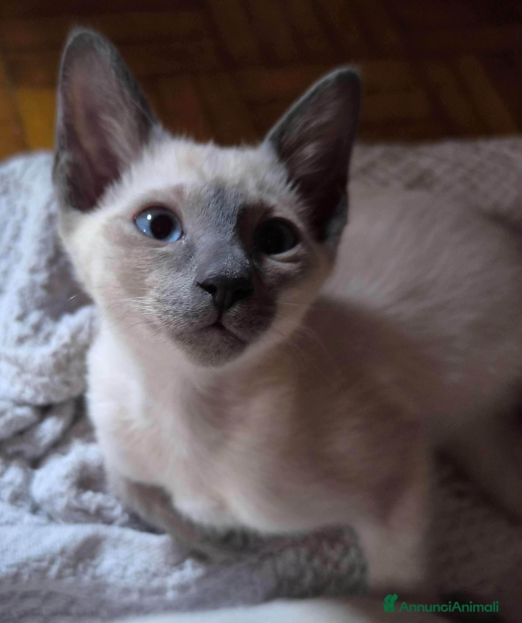 Thai gatti Cuccioli Old Style Siamese, microchip e Pedigree - Annuncio 1