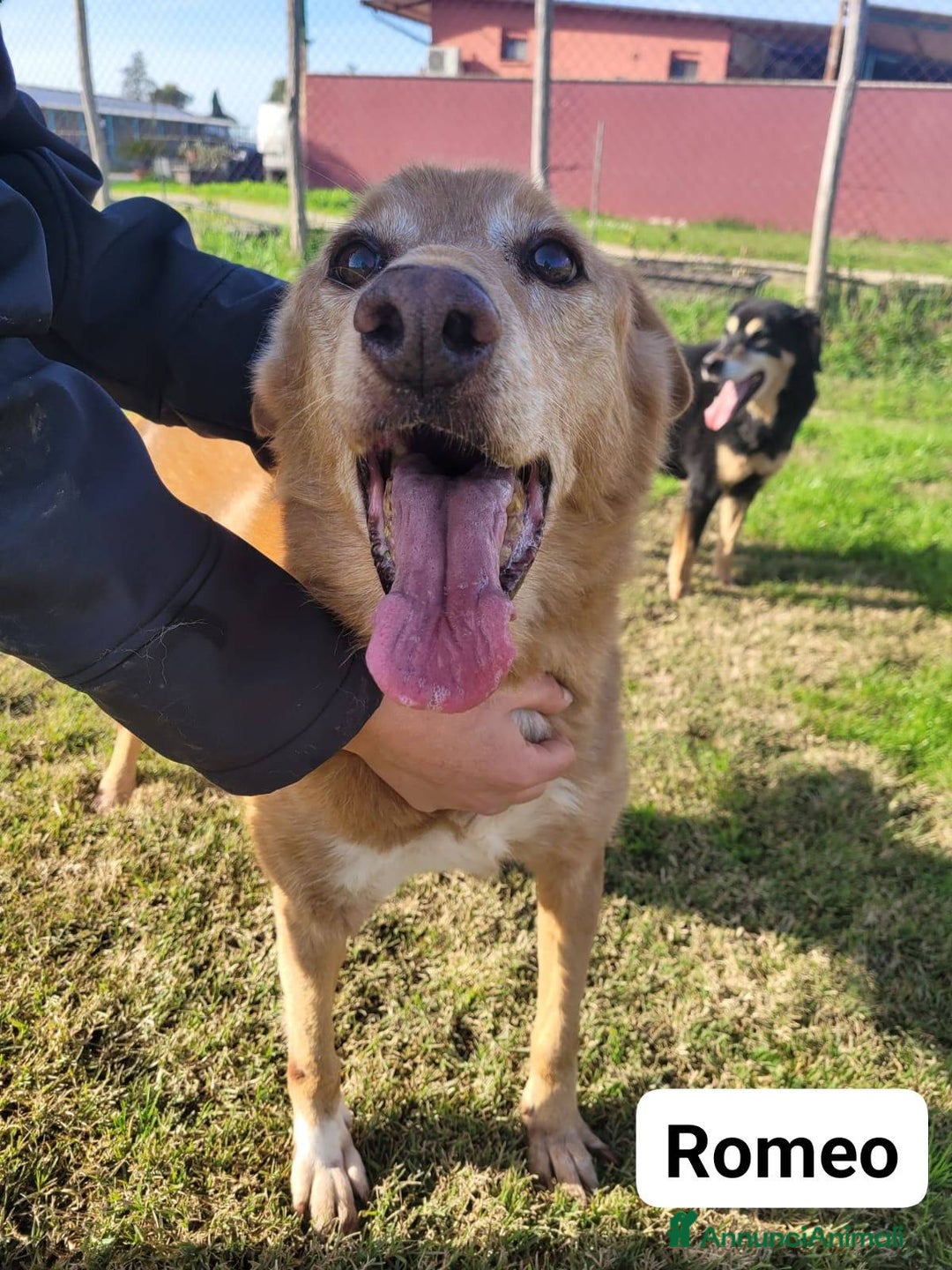 Meticcio cani in regalo: ROMEO, adozione del cuore - Annuncio 1