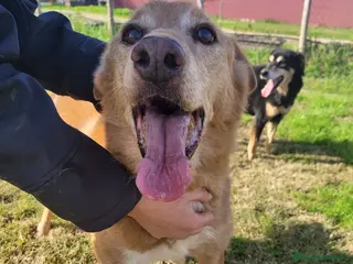 Meticcio cani in regalo: ROMEO, adozione del cuore - Annuncio 3