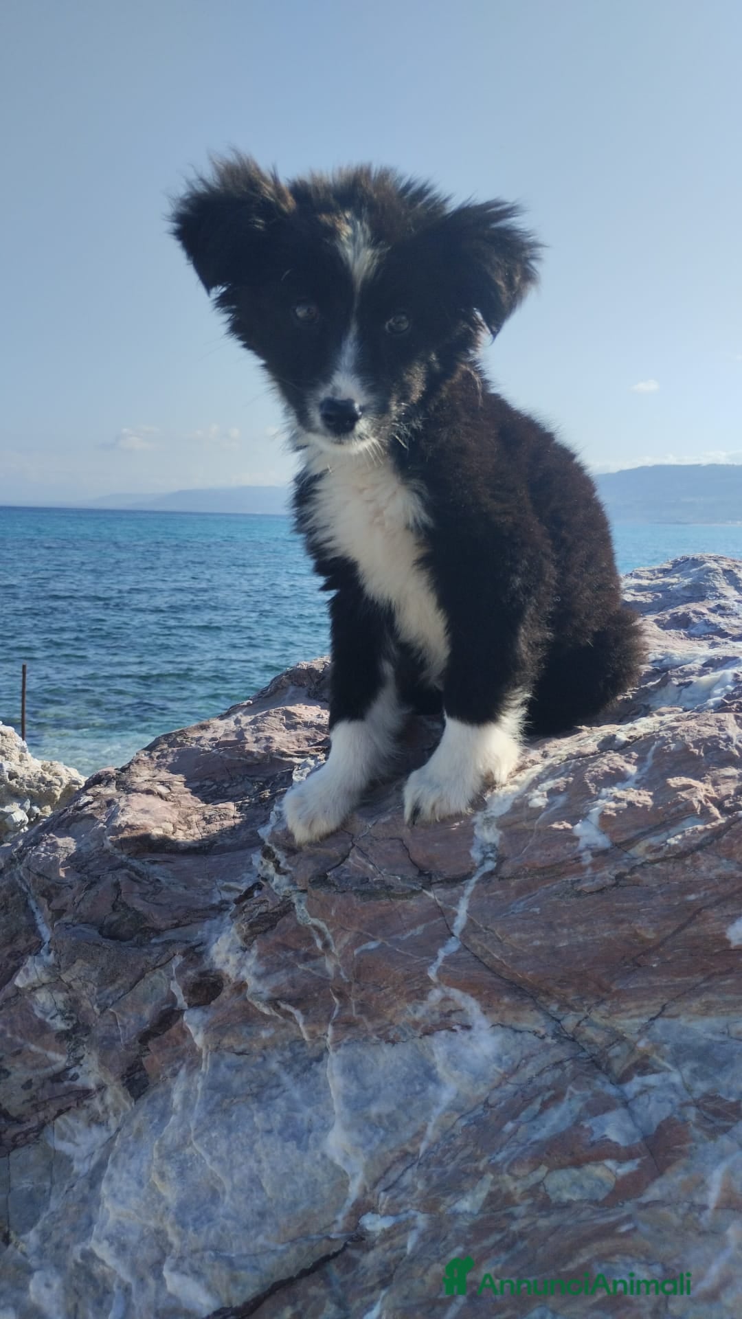 Meticcio cani UNA MAMMA PER BIMBA  - Annuncio 5