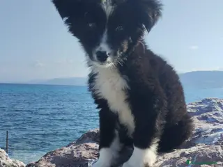 Meticcio cani UNA MAMMA PER BIMBA - Annuncio 5