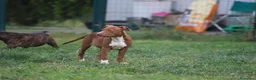 Pitbull cani in vendita: Cuccioli Pit Bull con pedigree anche a rate - Annuncio 14