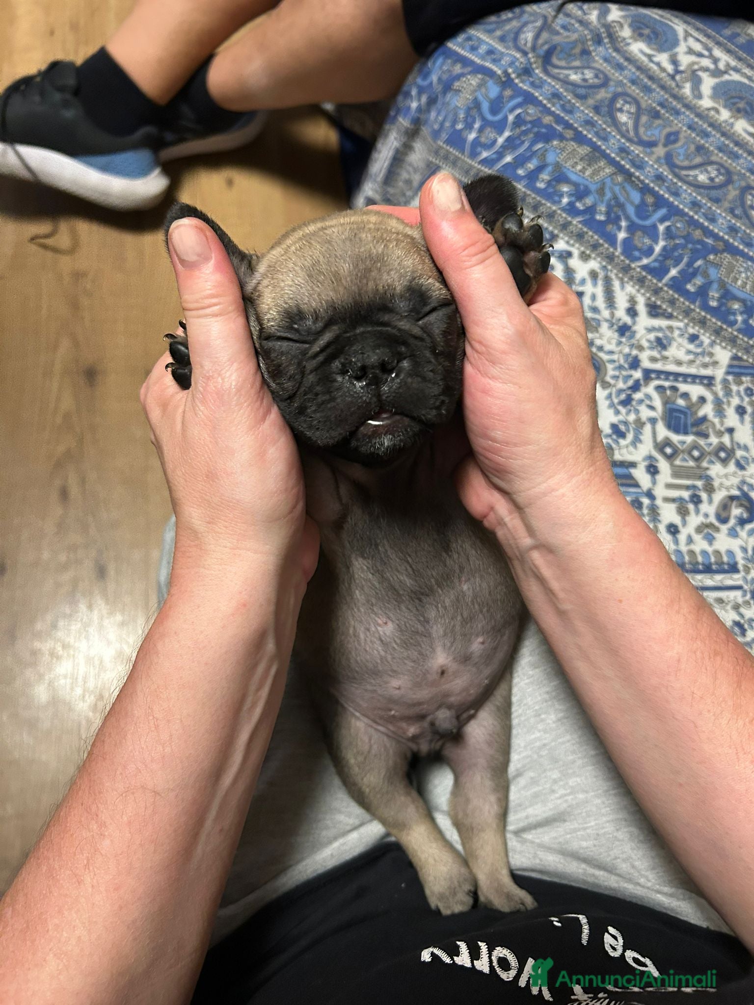 Bulldog Francese cani in vendita: Splendidi cuccioli di Bulldog Francese - Annuncio 2