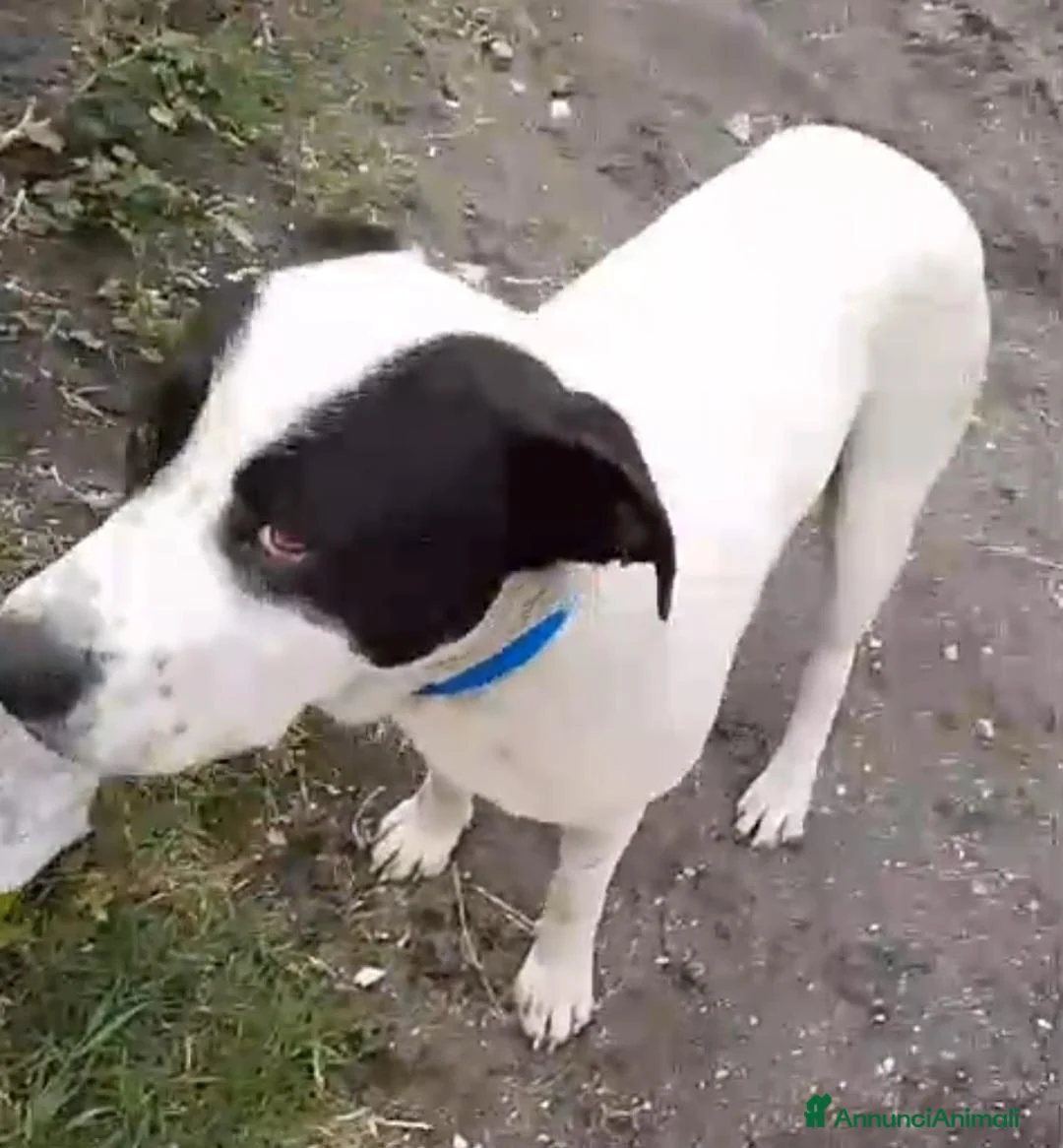 Meticcio cani in regalo: Molossino 1anno era libero..finito in canileNAPOLI - Annuncio 2