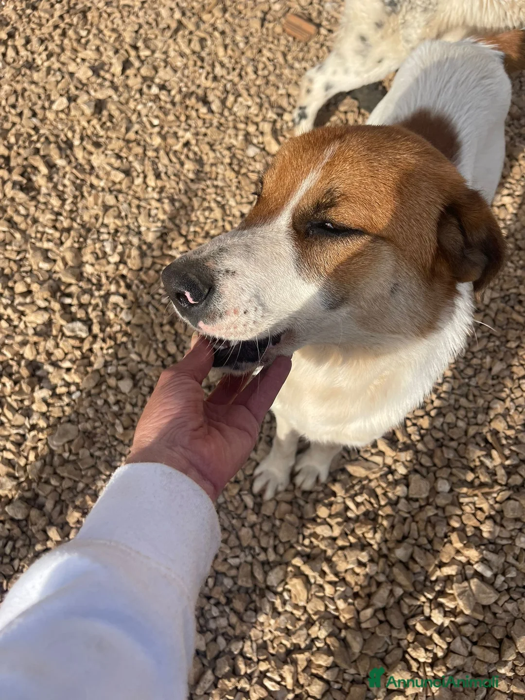 Meticcio cani in regalo: Cucciolone 10 mesi simpatico e buono  - Annuncio 2