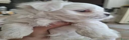 Maltese cani in vendita: Cuccioli di Maltese - Annuncio 9