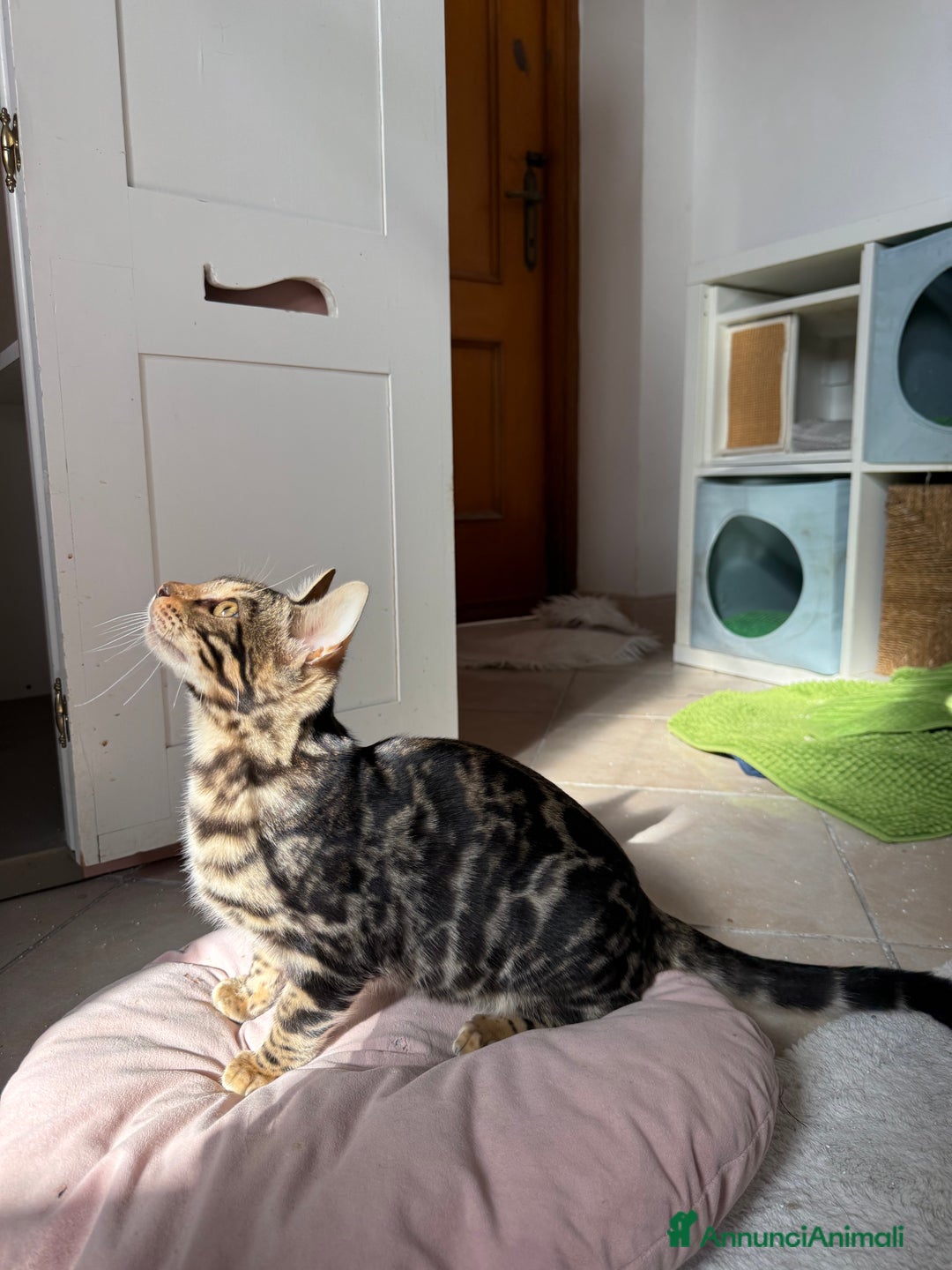 Bengala gatti in vendita: Stupendo bengala brown  - Annuncio 4