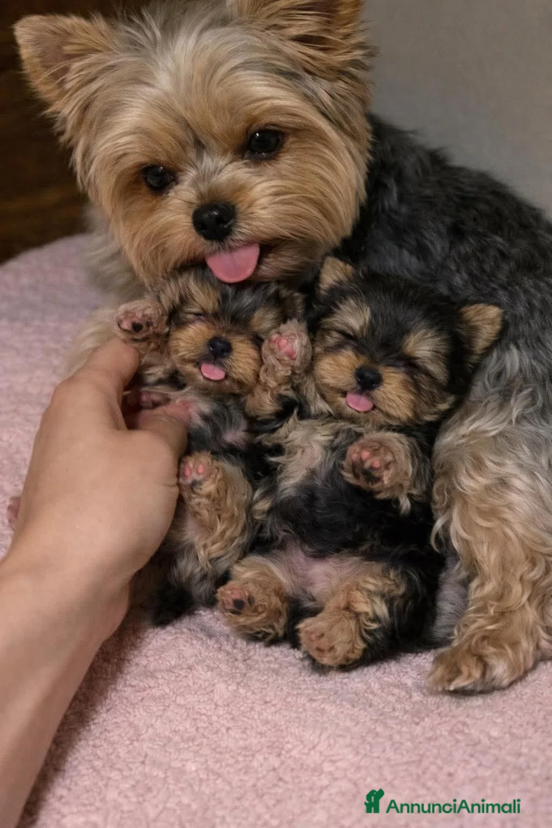 Yorkshire cani in regalo: Cuccioli Di Yorkshire Terrier  - Annuncio 3