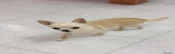 Chihuahua cani per accoppiamento: Maschio di chihuahua disponibile per monta - Annuncio 2