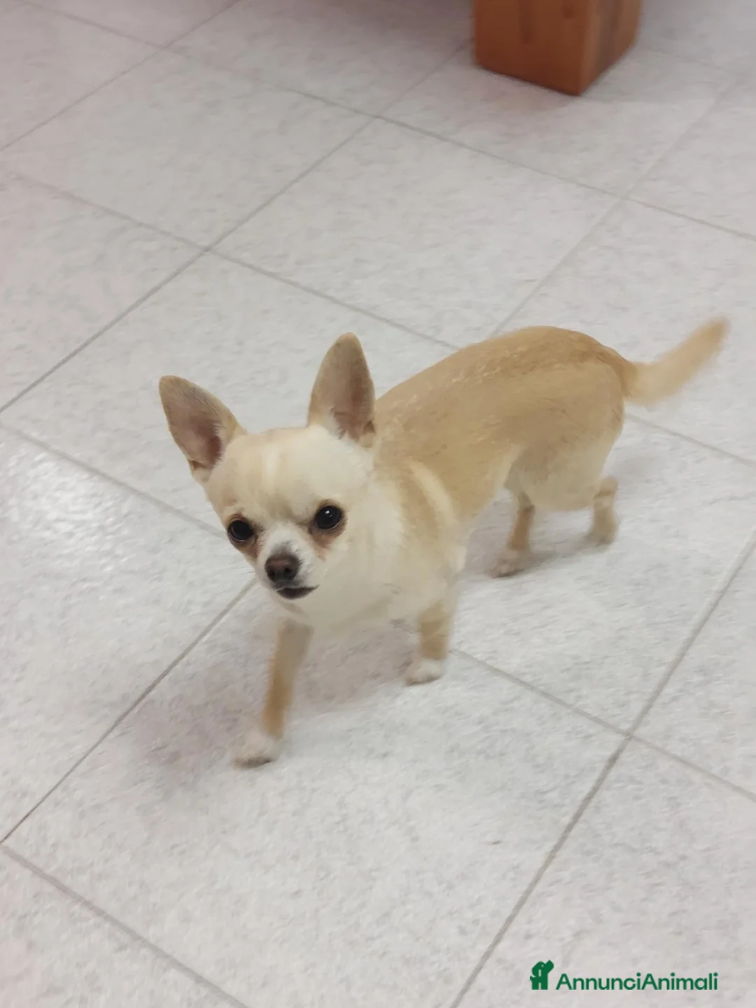 Chihuahua cani per accoppiamento: Maschio di chihuahua disponibile per monta - Annuncio 2