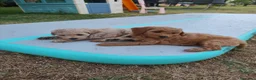 Barboncino cani in vendita: Vendo cuccioli di barboncino nano  - Annuncio 3