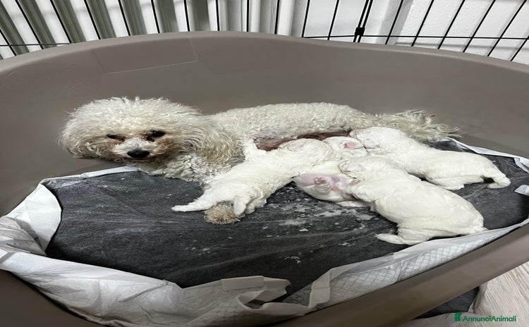 Bolognese cani - Annuncio 1