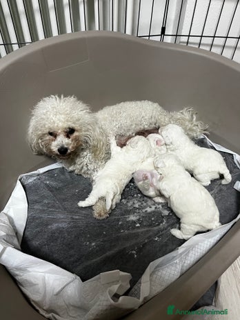 Bolognese cani - Annuncio 1