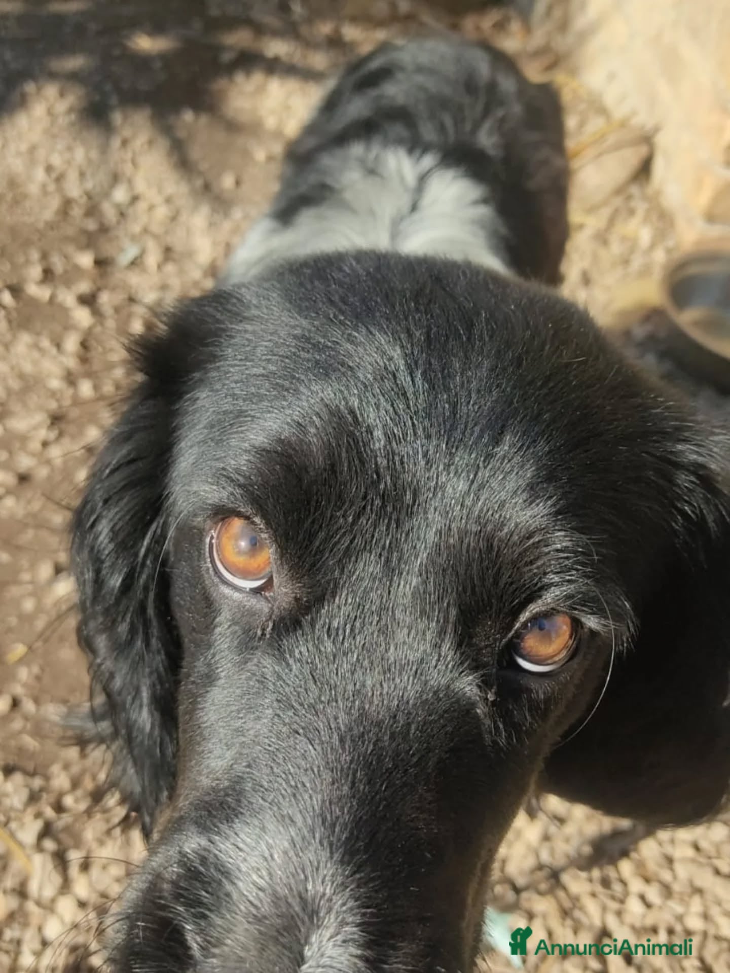 Springer Spaniel Inglese cani ALEX mix breton - springer spaniel cerca casa  - Annuncio 2