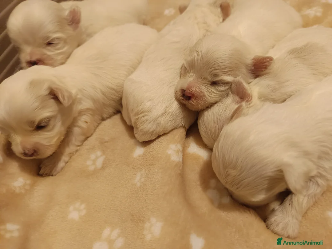 Maltese cani in vendita: Maltese cuccioli genitori pedigree ENCI  - Annuncio 2
