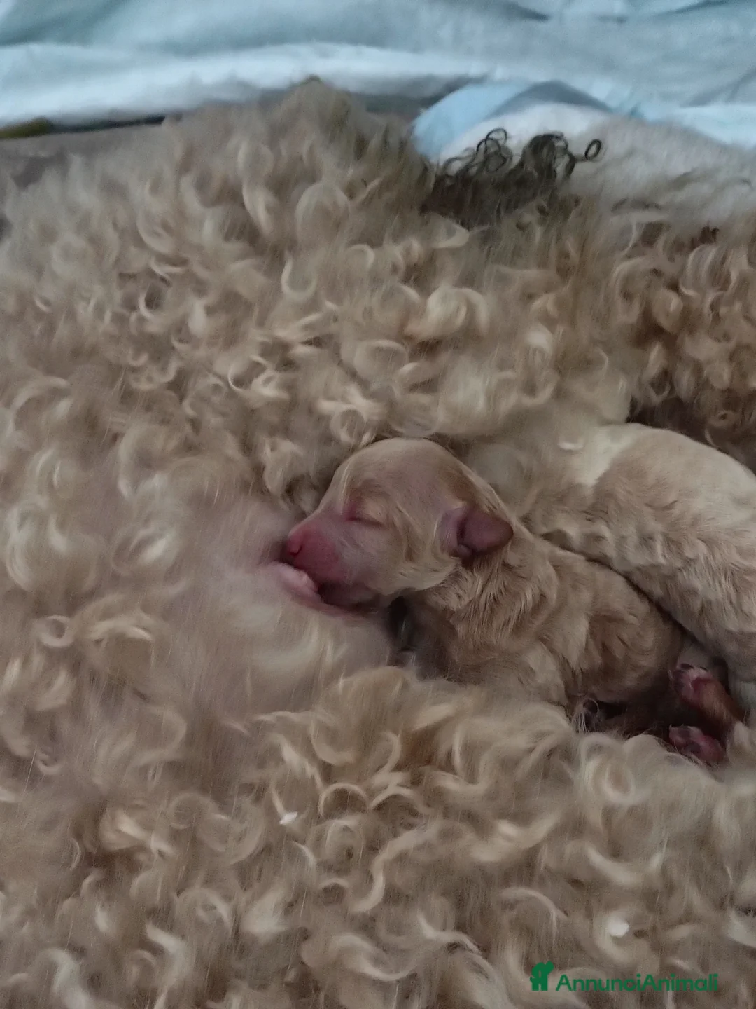 Barboncino cani in vendita: Barboncini  - Annuncio 3