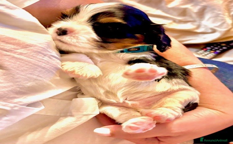 Cavalier King cani a Città metropolitana di Roma Capitale - Annuncio 1