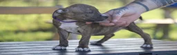 Pitbull cani in vendita: Cuccioli Pit Bull con pedigree anche a rate - Annuncio 18