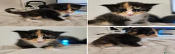 Maine Coon gatti in vendita: Nuova cucciolata !! 2 Maschi 1 femmina - Annuncio 4