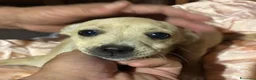 Meticcio cani in regalo: BRICIOLA E BRISCOLA taglia piccola adozione - Annuncio 4
