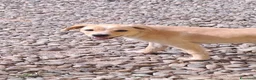 Meticcio cani in regalo: Mirtilla  a Provincia di Crotone - Annuncio 6