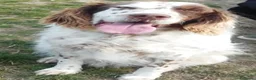 Setter Inglese cani in regalo: ALAN nonnino gioioso ed ottimista - Annuncio 4