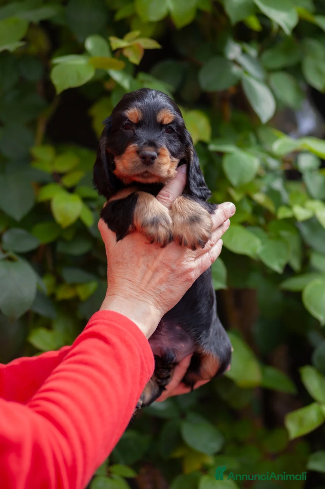 Cocker cani in vendita: Cuccioli cocker selezionati  - Annuncio 5
