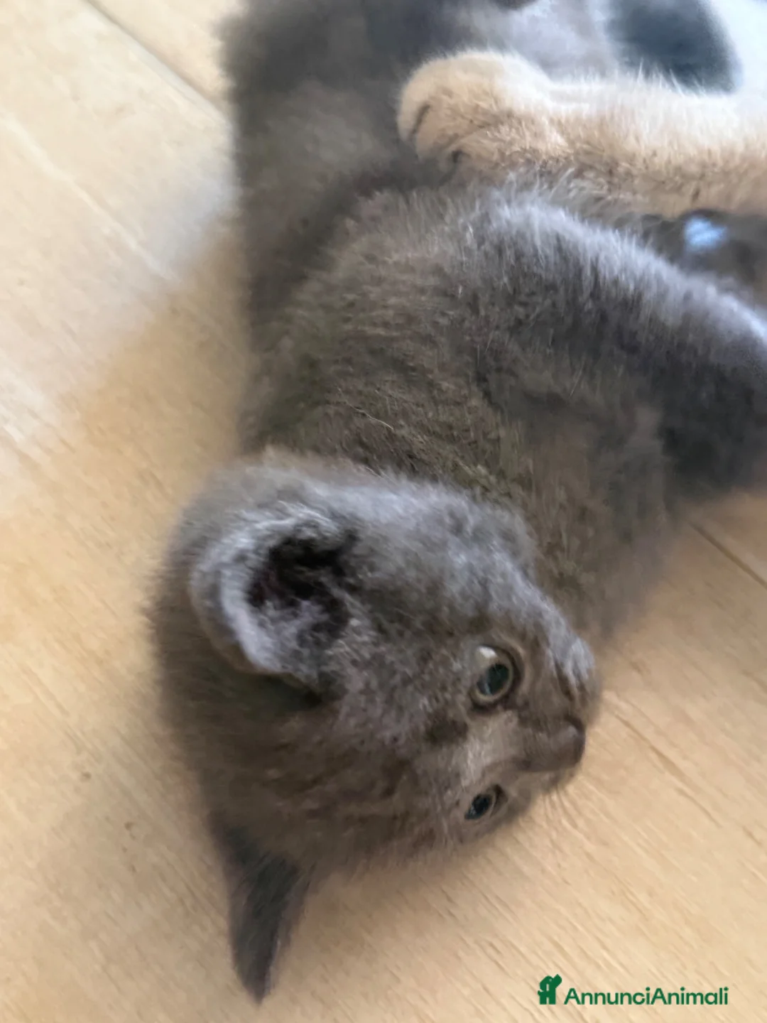 Scottish gatti in vendita: Gattini scottish - Annuncio 2