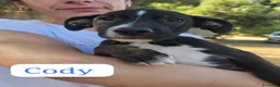 Meticcio cani in regalo:  Cody - Annuncio 3