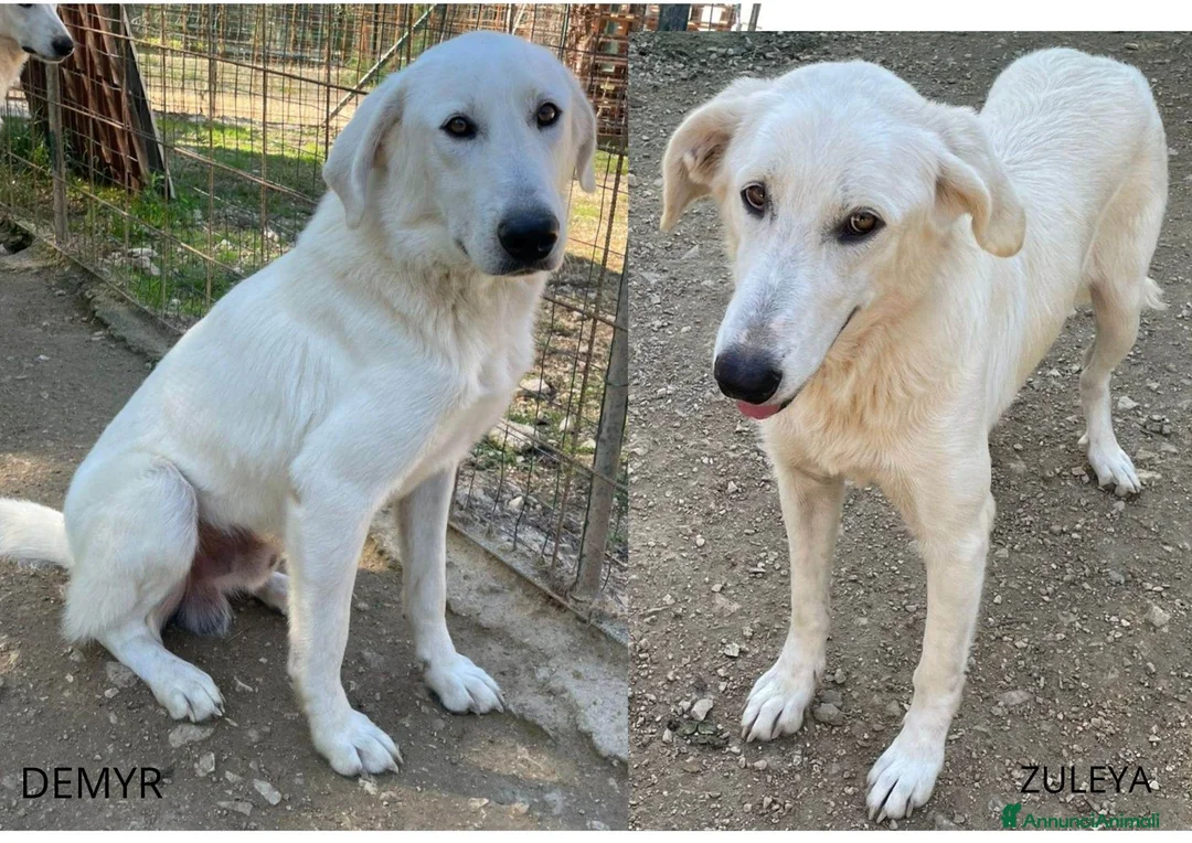 Meticcio cani in regalo: FRATELLO e SORELLA - Annuncio 1