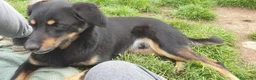Meticcio cani in regalo: 17 chili, 7 anni, aspetto qualcuno da amare  - Annuncio 13