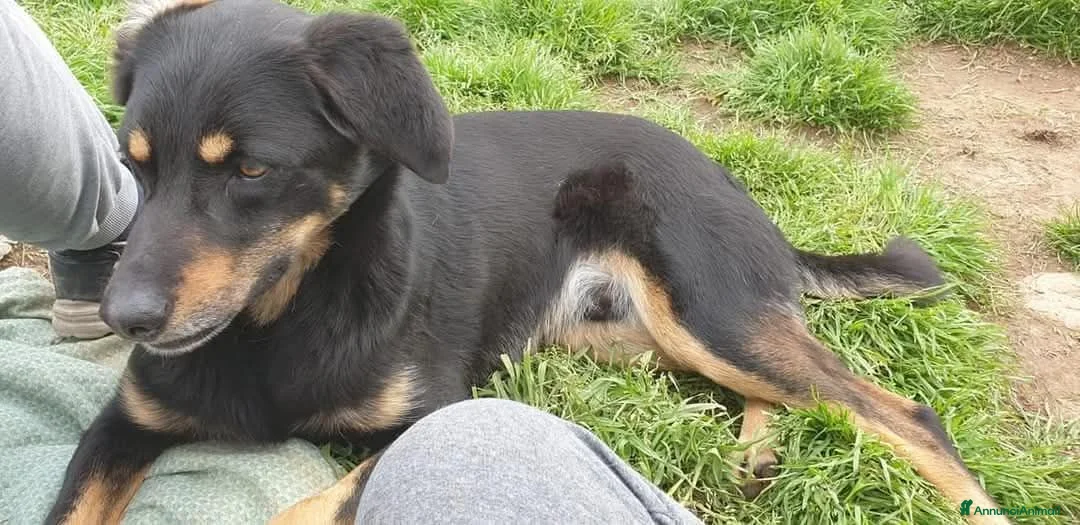 Meticcio cani in regalo: 17 chili, 7 anni, aspetto qualcuno da amare  - Annuncio 13