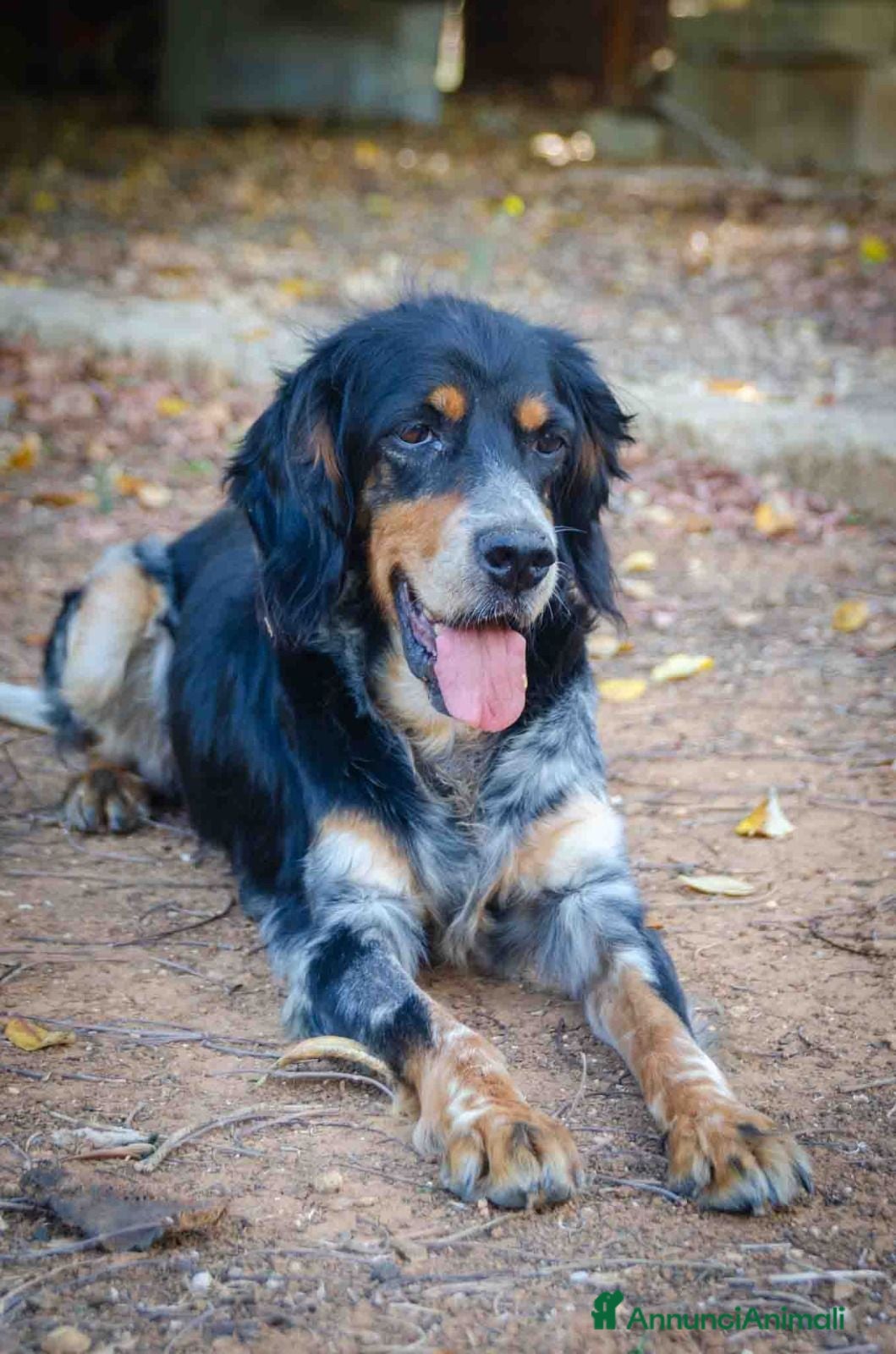 Meticcio cani 𝗙𝗥𝗘𝗬𝗔, simil setter - Annuncio 1