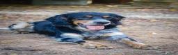 Meticcio cani in regalo: 𝗙𝗥𝗘𝗬𝗔, simil setter a Provincia di Lecce - Annuncio 1