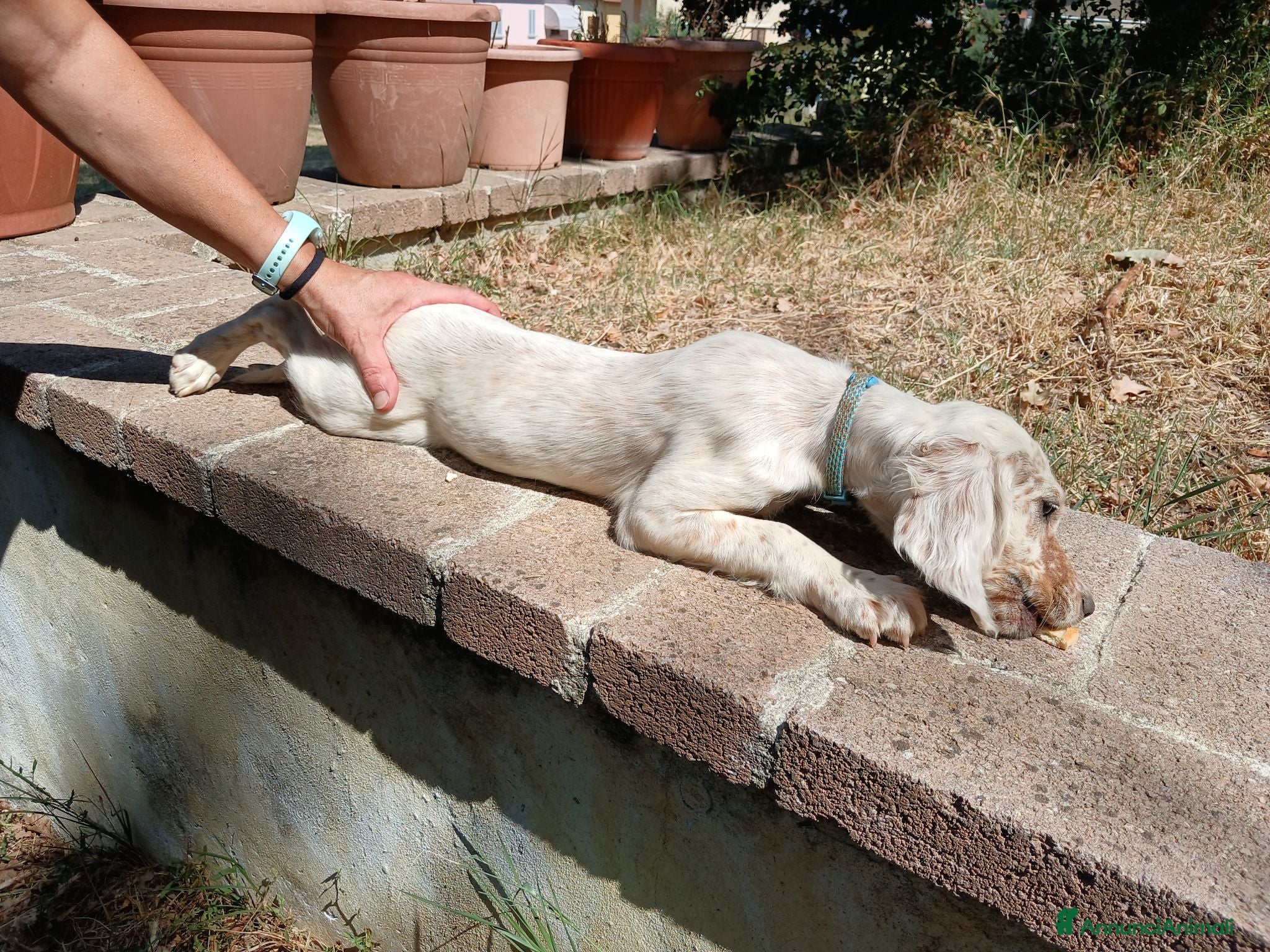 Setter Inglese cani Cucciolo  - Annuncio 7