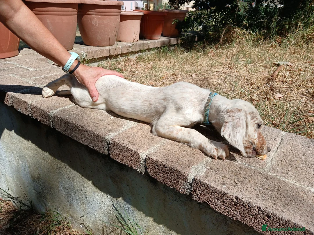 Setter Inglese cani in vendita: Cucciolo  - Annuncio 1
