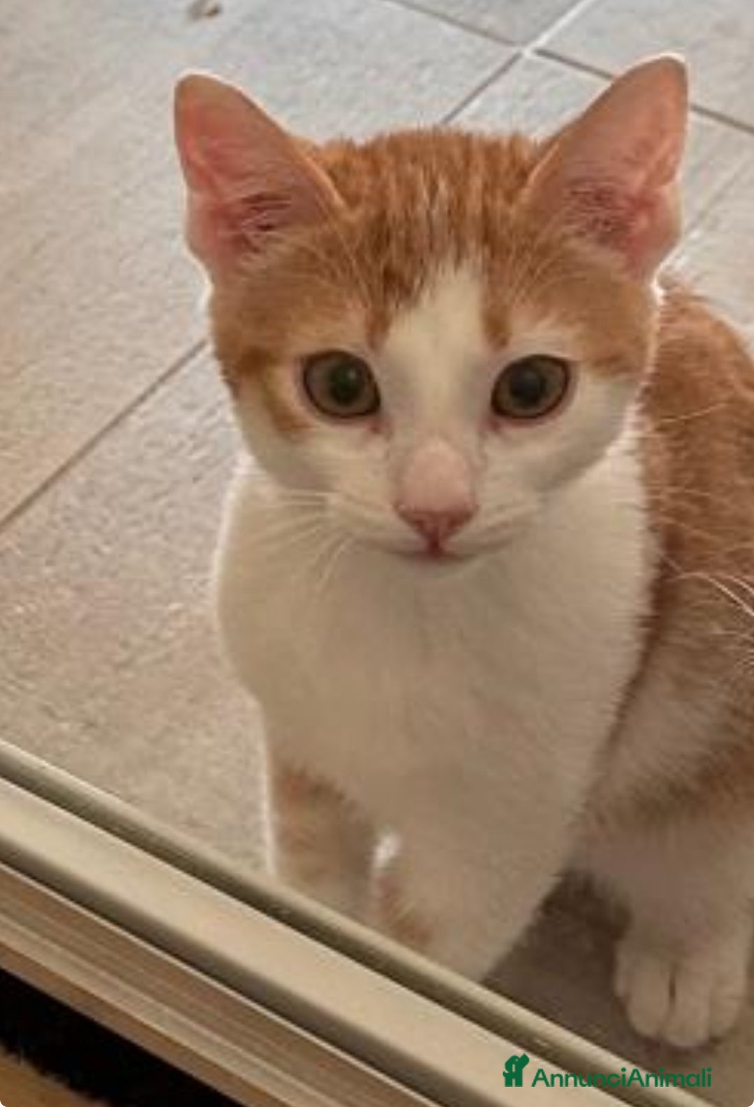 Europeo gatti in regalo: Gattino bianco e rosso - Annuncio 8