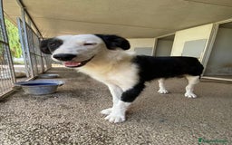 Border Collie cani in regalo: WILLOW, fantastica mix BORDER COLLIE! - Immagine 2