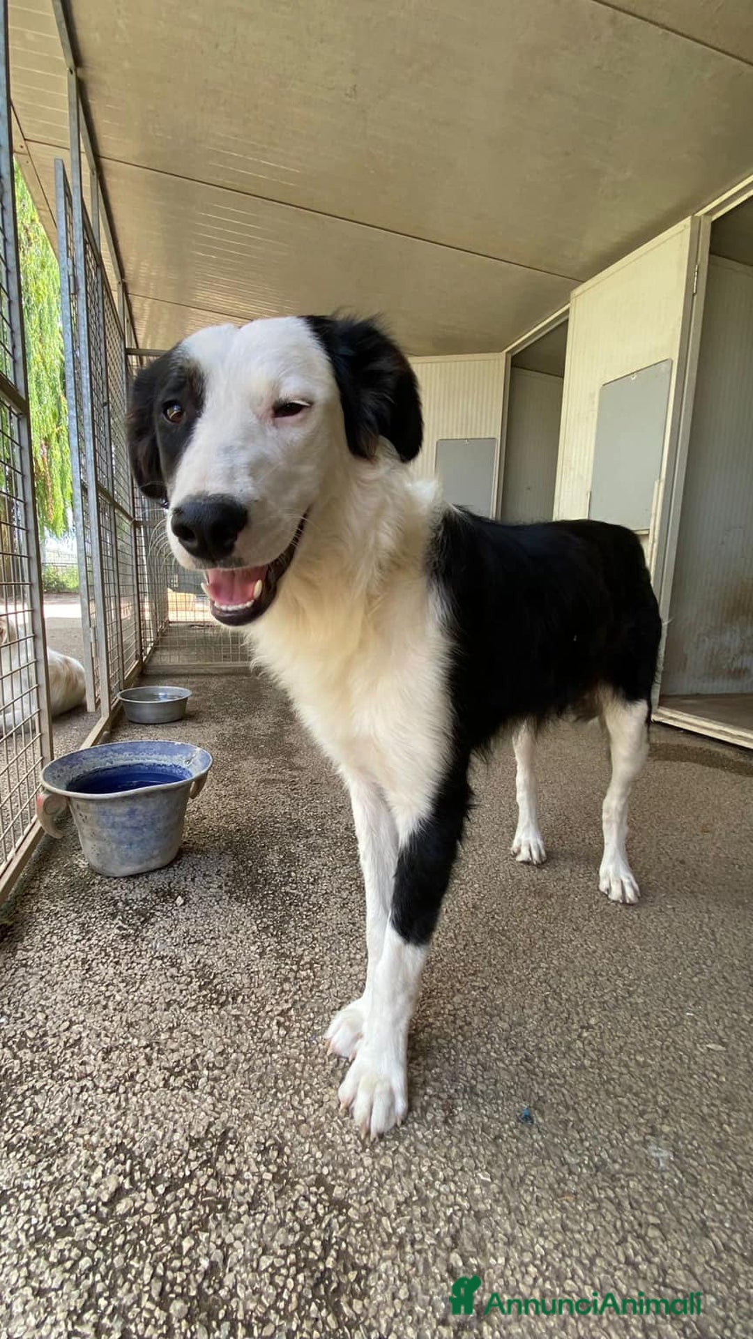 Border Collie cani in regalo: WILLOW, fantastica mix BORDER COLLIE! - Immagine 2