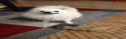 Volpino Italiano cani per accoppiamento: Volpino italiano disponibile alla monta con simili - Annuncio 3