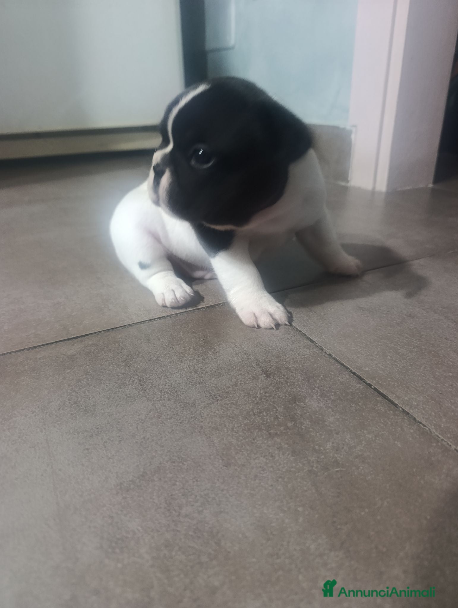 Bulldog Francese cani Cuccioli di bulldog francese  - Annuncio 1