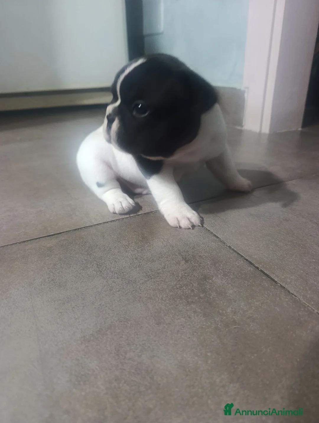 Bulldog Francese cani in vendita: Cuccioli di bulldog francese  a Città metropolitana di Palermo - Annuncio 1