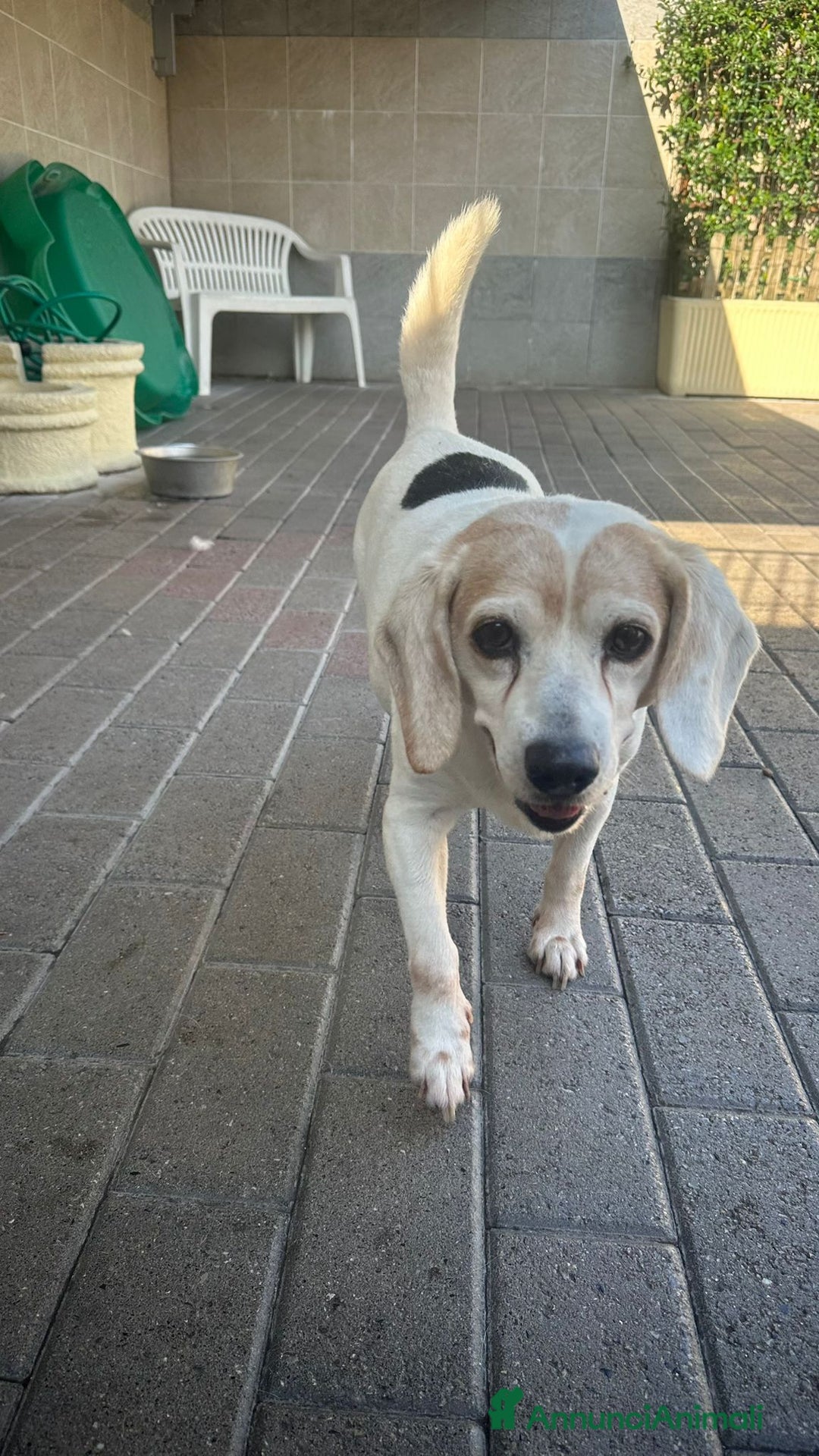 Meticcio cani in regalo: BALOO MINI BEAGLE - Annuncio 8