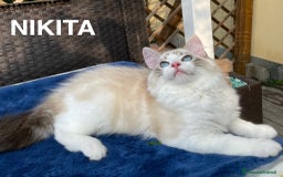 Ragdoll gatti in vendita: Fantastici cuccioli di Ragdoll a Provincia di Pavia - Immagine 13