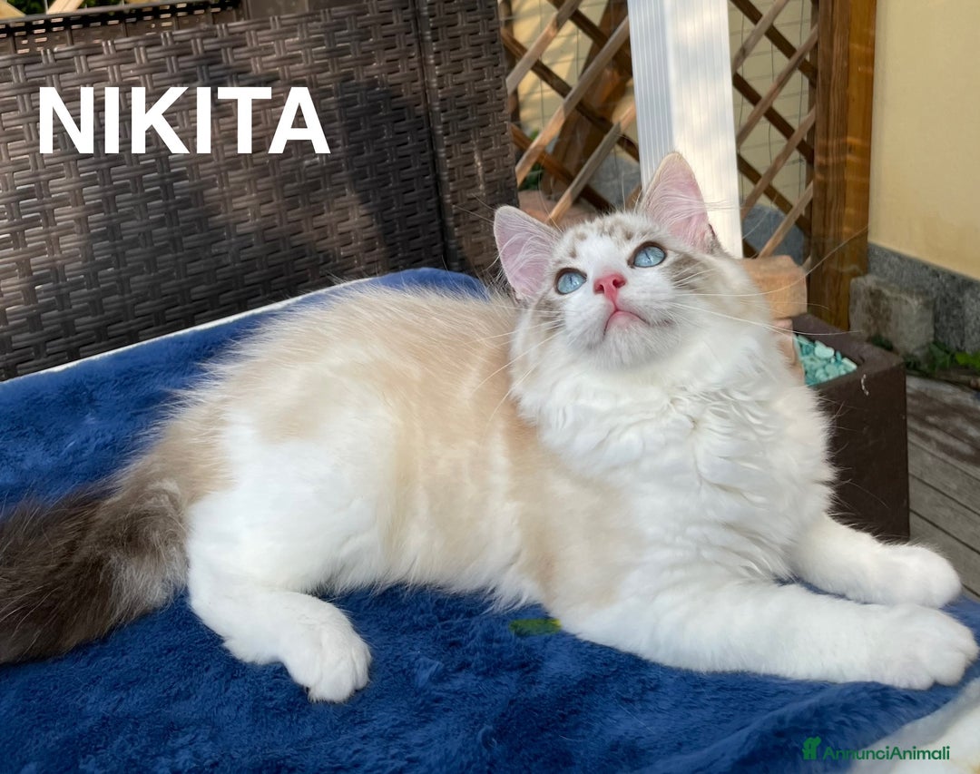 Ragdoll gatti in vendita: Fantastici cuccioli di Ragdoll a Provincia di Pavia - Immagine 13