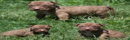 Pitbull cani in vendita: Ultime femmine Pitbull ukc  - Annuncio 3