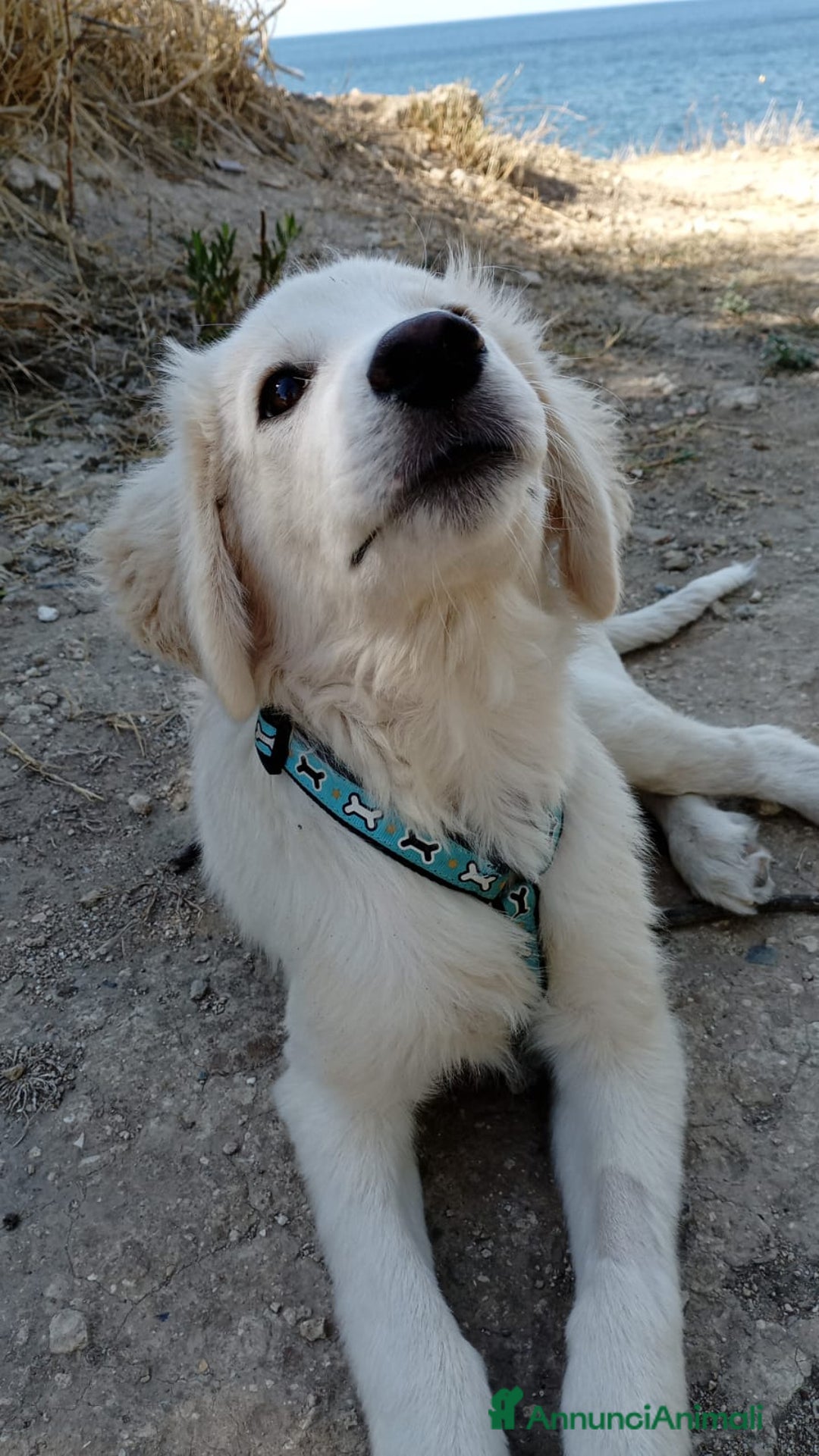 Altre razze cani in regalo: Toby splendido mix golden cerca casa - Annuncio 4