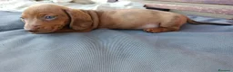 Bassotto cani in vendita: Bassotto arlecchino fulvo - Annuncio 3