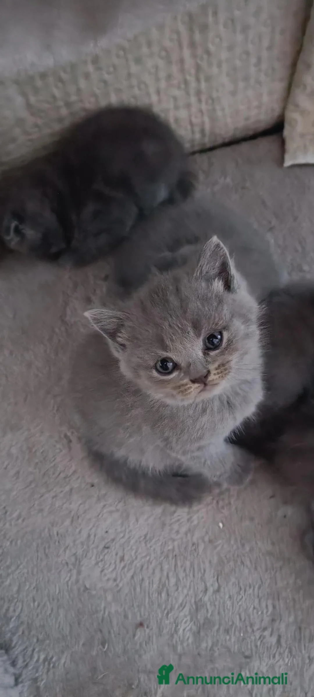 Scottish gatti in vendita: Bellissimo scottish  - Annuncio 2